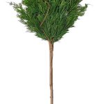 ROYAL FIR F-PE 08